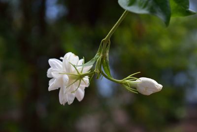 Close-up of white flowers blooming outdoors