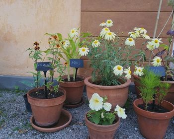 Close-up of potted plants