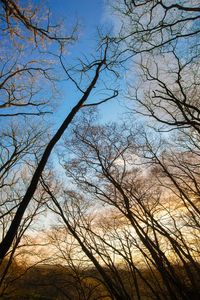 Low angle view of bare trees against sky