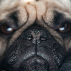 Close-up portrait of a dog