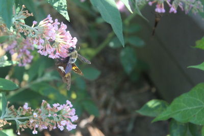 Close-up of pink flowers