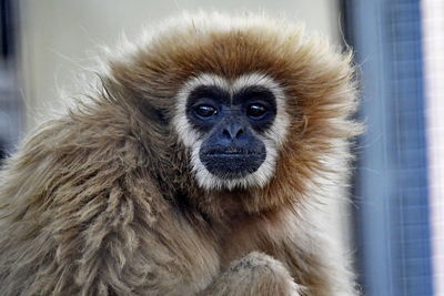 Gibbon or hylobates lar