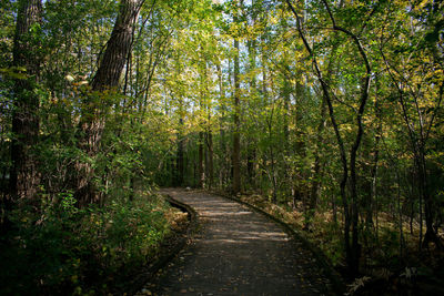 Footpath amidst trees in forest