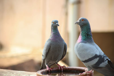 Close-up portrait of a pigeons 