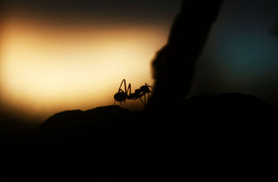 Silhouette of spider against blurred background