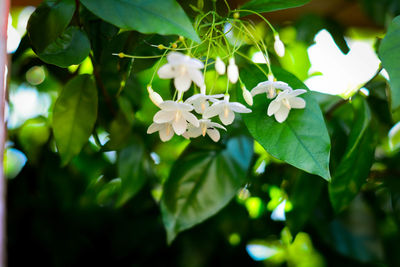 Close-up of white flowering plant