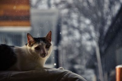 Portrait of cat by window during winter