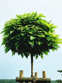 Low angle view of tree against clear sky