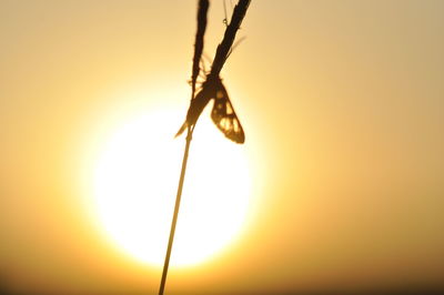 Close-up of sun hanging against sky during sunset