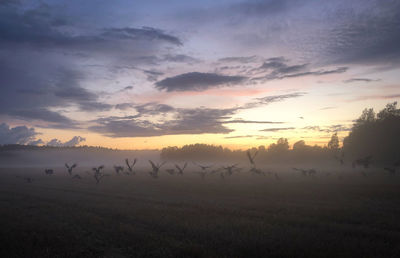 Scenic view of field against sky during sunset