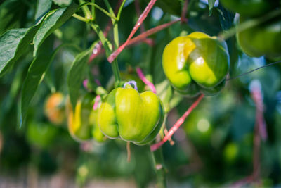 Close-up of fruit growing on tree