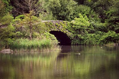 Scenic view of lake in forest