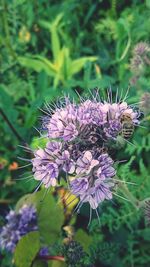 Close-up of insect on purple flower