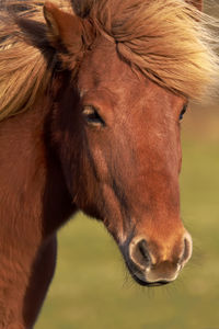 Close-up of horse