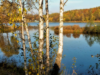 Reflection of trees in lake against sky