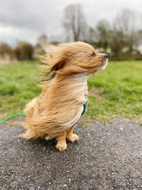 Dog on road