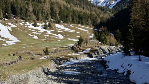 Scenic view of stream flowing in forest