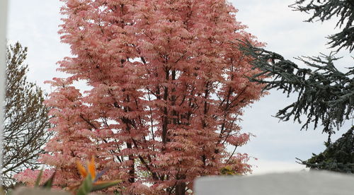 Low angle view of flower tree against sky