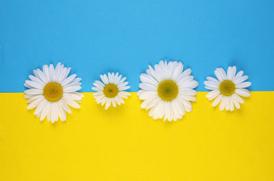 Close-up of white daisy flowers against blue background