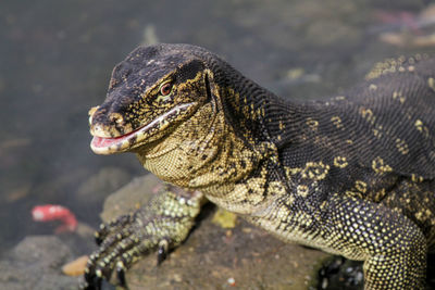 Close-up of a turtle