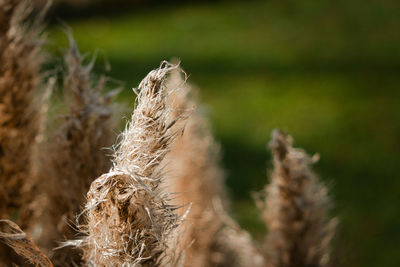 Close-up of reed fronds