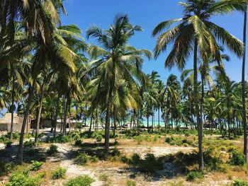 Low angle view of trees against blue sky