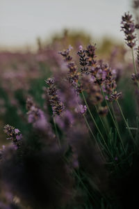 Close-up of purple flowering plants on field