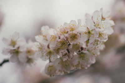 Close-up of cherry blossom