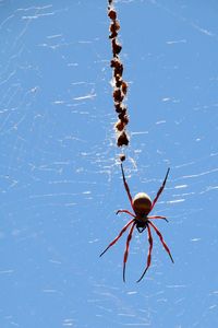 Close-up of spider