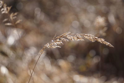 Close-up of stalks in field