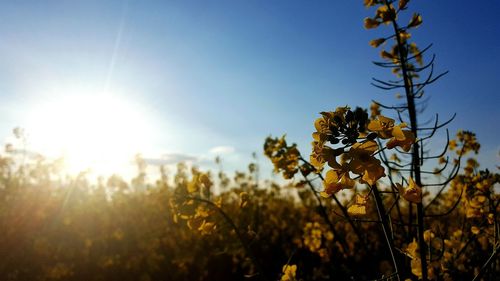 Close-up of yellow flowers growing in field