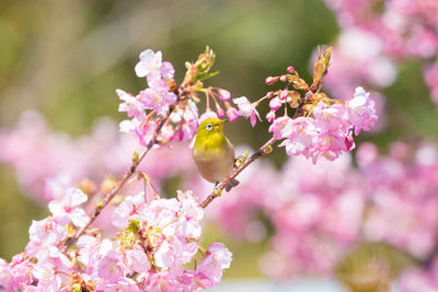 Close-up of bird perching on flower
