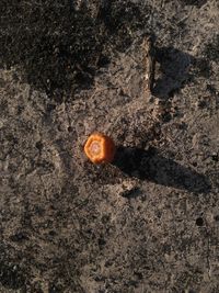 Close-up of crab on sand