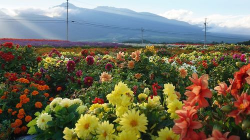 Colorful tulips blooming on field against sky