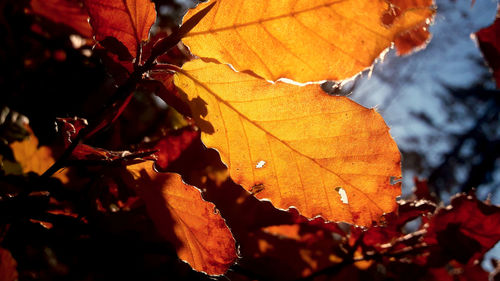 Close-up of autumnal leaves on tree