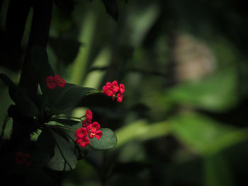 Close-up of red flowering plant