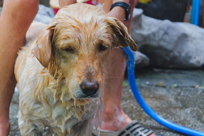 Close-up of wet dog