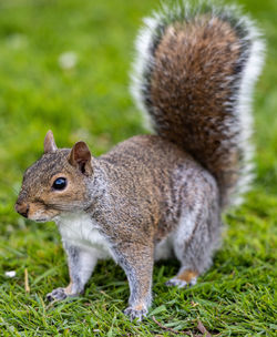 Close-up of squirrel