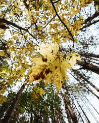 Low angle view of tree against sky during autumn