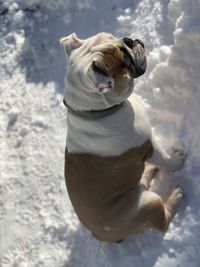 High angle view of a dog in snow