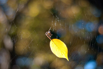 Close-up of spider on web