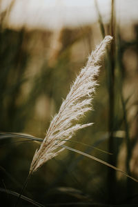 Close-up of reed growing in field
