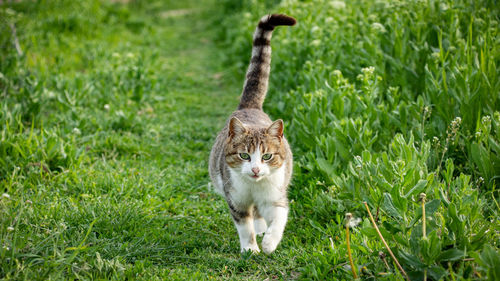 Full length of a cat on field