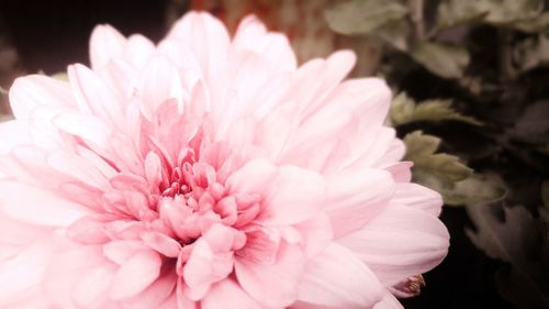 Macro shot of pink flower head