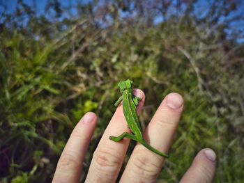 green