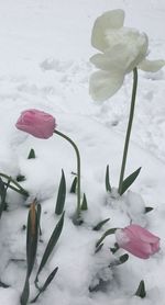 Close-up of snow on plant during winter