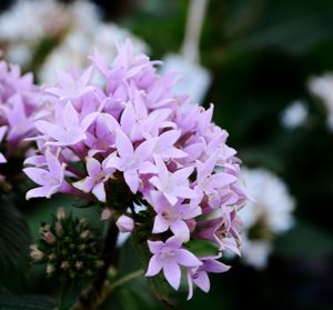 Close-up of pink flowers