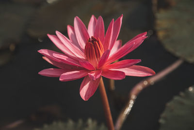 Close-up of pink flower