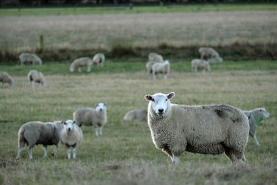 Sheep farm new zealand and mountain background.