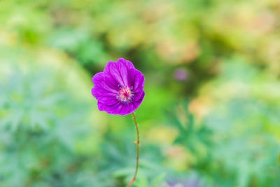 Close-up of purple flower blooming outdoors